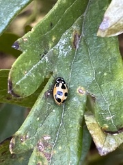 Hippodamia parenthesis