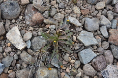 Taraxacum ceratophorum