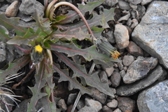 Taraxacum ceratophorum