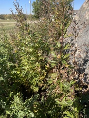 Hippodamia parenthesis