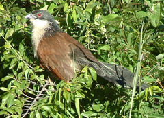 Centropus superciliosus burchellii