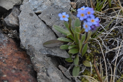 Myosotis asiatica