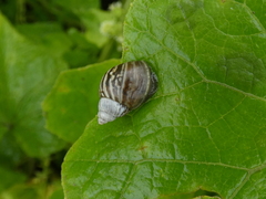 Bostryx conspersus