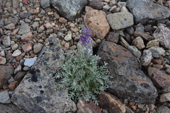 Phacelia sericea