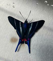 Rhetus arcius