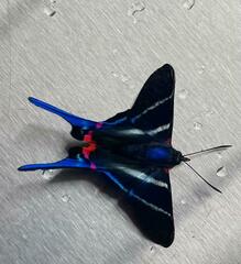 Rhetus arcius