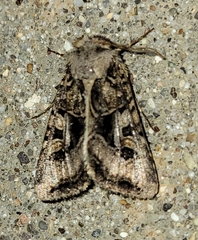 Hyperepia jugifera