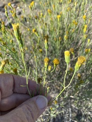 Porophyllum scoparium