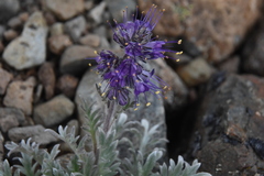 Phacelia sericea