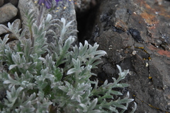 Phacelia sericea