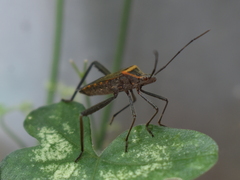 Phthiacnemia picta