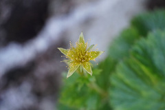 Geum calthifolium