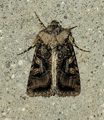 Hyperepia jugifera