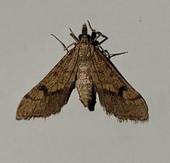 Choristostigma