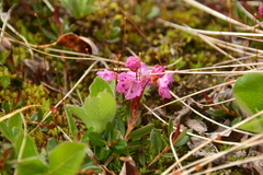 Kalmia microphylla