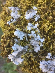 Parmelina tiliacea