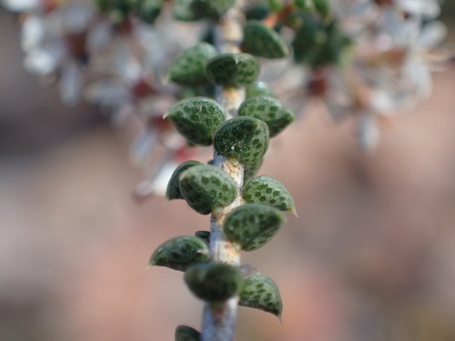 Image of Agathosma recurvifolia by (c) Ren Hoekstra, some rights reserved (CC BY)