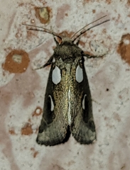 Plagiomimicus olvello