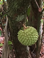 Duguetia sooretamae