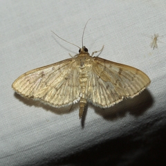 Herpetogramma aeglealis