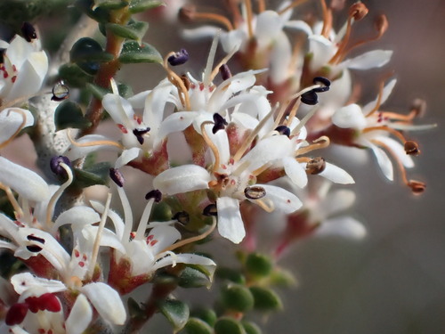Image of Agathosma recurvifolia by (c) Ren Hoekstra, some rights reserved (CC BY)