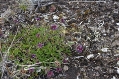 Penstemon procerus