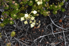 Phyllodoce glanduliflora