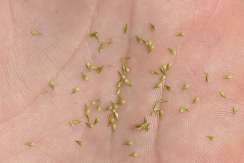 Image of Bear sedge by no rights reserved