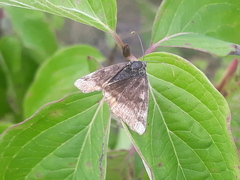 Euclidia glyphica