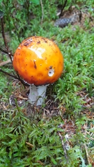 Russula decolorans