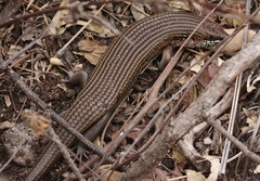 Trachylepis brevicollis
