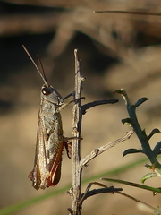 Chorthippus binotatus