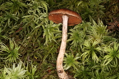 Cortinarius tortuosus