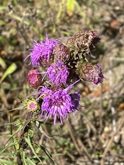 Liatris scariosa