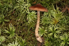 Cortinarius tortuosus