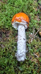 Russula decolorans