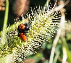 Phidippus apacheanus