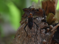Phthiacnemia picta