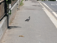 Columba livia domestica