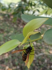 Vespa analis