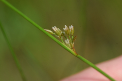 Juncus