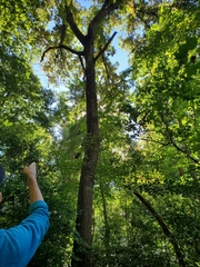 Quercus imbricaria