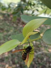 Vespa analis
