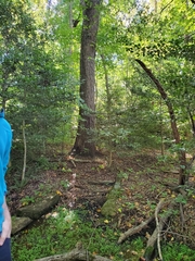 Quercus imbricaria
