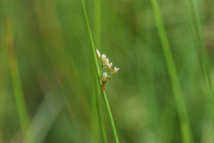 Juncus