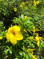 Allamanda cathartica