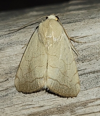 Bagisara buxea