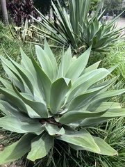 Agave attenuata