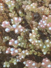 Sedum arenarium