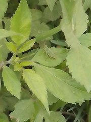 Sphenarium purpurascens